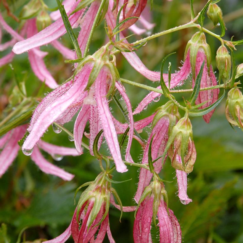 Campanula 'Pink Octopus' ~ Pink Octopus Bellflower