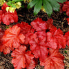 Heuchera x 'Fire Alarm' PP #24,525 ~ Fire Alarm Heuchera