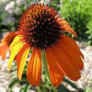 Echinacea x 'Tiki Torch' ~ Tiki Torch Echinacea, Coneflower