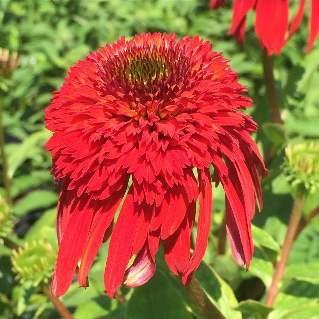 hot papaya echinacea seeds Echinacea x 'Hot Papaya' ~ Hot Papaya Echinacea, Coneflower – Riverbend Nursery