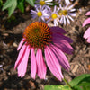Echinacea purpurea 'Kim's Knee High' ~ Kim's Knee High Echinacea, Coneflower