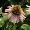 Echinacea purpurea 'Kim's Knee High' ~ Kim's Knee High Echinacea, Coneflower