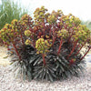 Euphorbia x martinii ‘Nothowlee’ ~ Sahara™ Blackbird Euphorbia