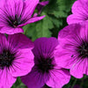 Geranium pratense 'Dark Eyes' ~ Dark Eyes Cranesbill