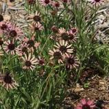Echinacea tennesseensis 'Rocky Top' ~ Rocky Top Tennessee Coneflower