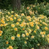 Rosa 'Ausmol' ~ Molineaux® Rose