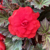 Begonia x tuberhybrida 'Limitless™ Dark Red' ~ Limitless™ Dark Red Begonia