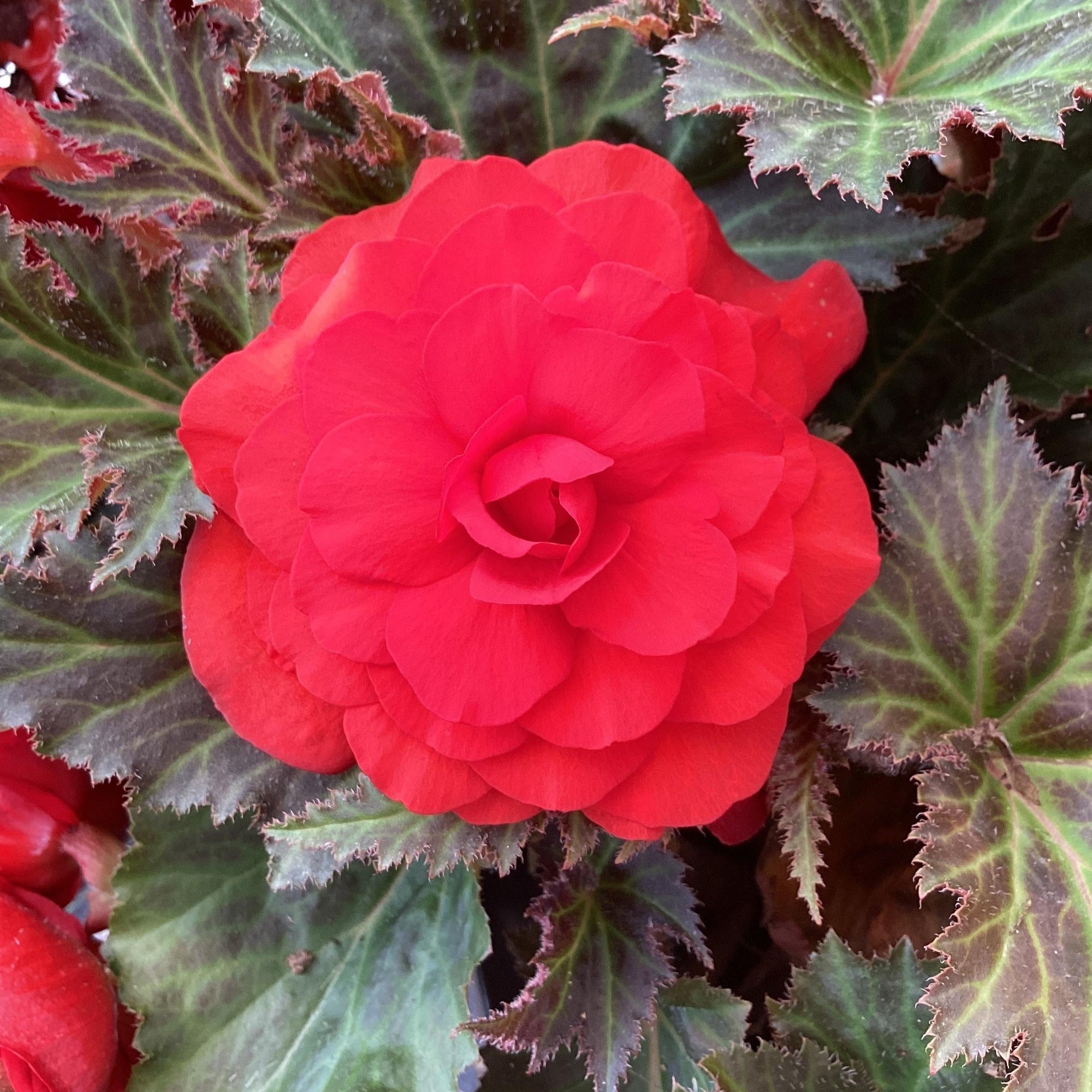 Begonia x tuberhybrida 'Limitless™ Dark Red' ~ Limitless™ Dark Red Begonia