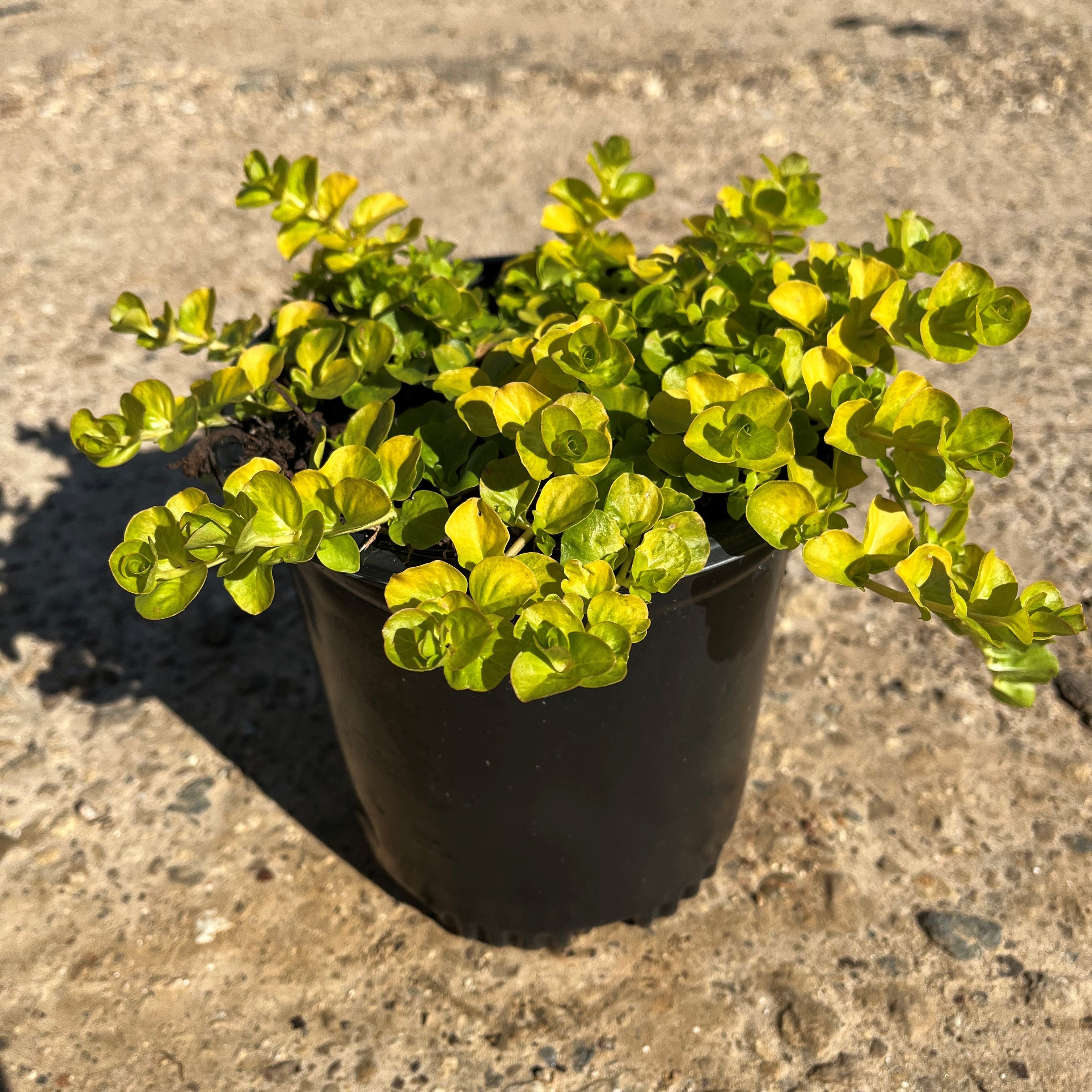 Lysimachia nummularia 'Aurea' ~ Golden Creeping Jenny – Riverbend