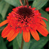 Echinacea x 'Moab Sunset' ~ Moab Sunset Coneflower