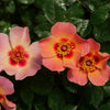 Rosa x 'ChewEyesUp' ~ Ringo All-Star™ Rose