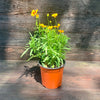 Coreopsis 'Baluptgonz' ~ Uptick™ Gold & Bronze Tickseed