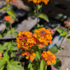 Lantana camara 'Miss Huff' ~ Miss Huff Lantana