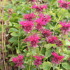 Monarda 'Bee-Merry' ~ Bee-You™ Bee-Merry Bee Balm