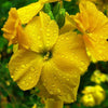Erysimum cheiri 'Sugar Rush Yellow' ~ Sugar Rush™ Yellow Wallflower