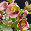 Helleborus x hybridus JWLS ‘Dacaya’ ~ Dacaya Lenten Rose