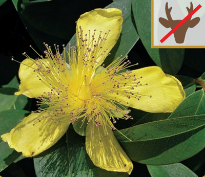 Hypericum calycinum #1