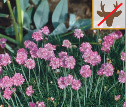 Armeria mar. 'Splendens' 1Qt