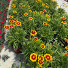 Coreopsis 'Baluptgonz' ~ Uptick™ Gold & Bronze Tickseed