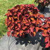 Solenostemon scutellarioides 'Main Street Wall Street' ~ Main Street Wall Street™ Coleus