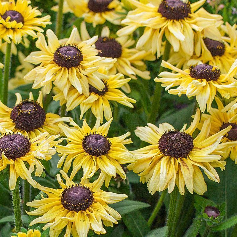 x echibeckia 'Summerina Limonata' ~ Summerina® Limonata Echibeckia