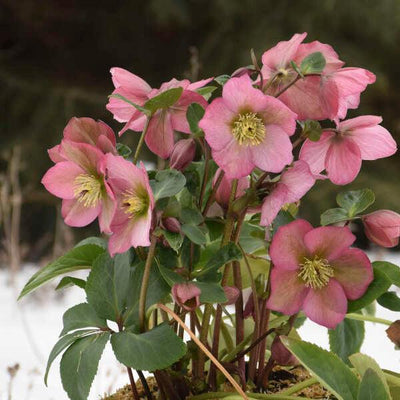 Helleborus 'Rosemary' ('Walhero' PP19439) ~ Rosemary Lenten Rose