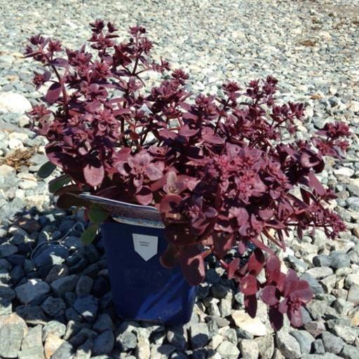 Sedum 'Firecracker' ~ SunSparkler® Firecracker Sedum