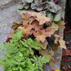 Heucherella 'Buttered Rum' ~ Buttered Rum Foamy Bells