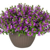 Scaevola 'Surdiva Purple' ~ SURDIVA® Purple Fan Flower