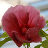 Hibiscus x 'Fantasia' ~ Fantasia Hibiscus
