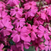 Phlox subulata 'Spring Hot Pink' ~ Spring Hot Pink Creeping Phlox