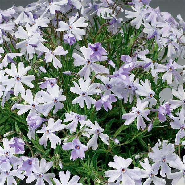 Phlox subulata 'Emerald Cushion Blue' ~ Emerald Cushion Blue Creeping Phlox