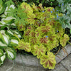 Heucherella 'Yellowstone Falls' ~ Falls™ Yellowstone Falls Foamy Bells