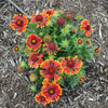 Gaillardia 'Copper Sun' ~ Spintop™ Copper Sun Blanket Flower