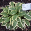 Hosta x 'Wide Brim' ~ Wide Brim Hosta