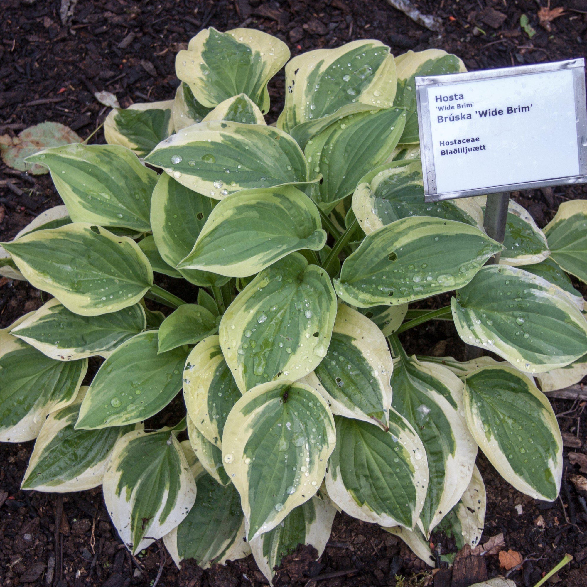 Hosta x 'Wide Brim' ~ Wide Brim Hosta – Riverbend Nursery