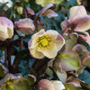 Helleborus x ericsmithii 'Cohesh740' ~ HGC® Joker Lenten Rose
