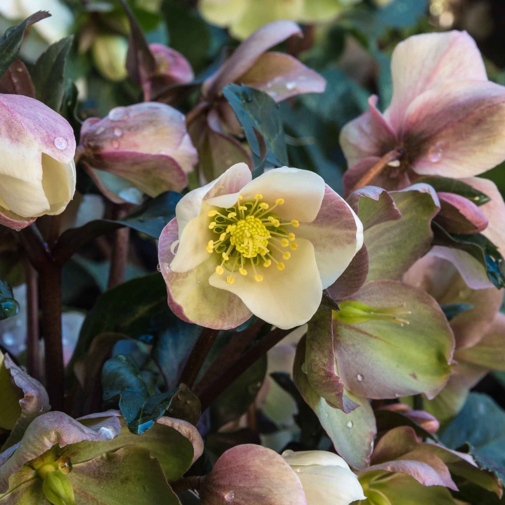 Helleborus x ericsmithii 'Cohesh740' ~ HGC® Joker Lenten Rose