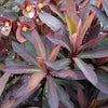 Euphorbia x martinii ‘Nothowlee’ ~ Sahara™ Blackbird Euphorbia