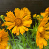 Coreopsis x 'Jethro Tull' ~ Jethro Tull Fluted Coreopsis