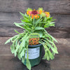 Gaillardia 'Copper Sun' ~ Spintop™ Copper Sun Blanket Flower