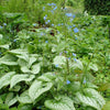Brunnera macrophylla 'Jack Frost' ~ Jack Frost Siberian Bugloss