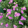 Lantana camara 'Ham & Eggs' ~ Ham & Eggs Lantana
