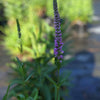 Veronica 'Purpleicious' ~ Purpleicius Speedwell