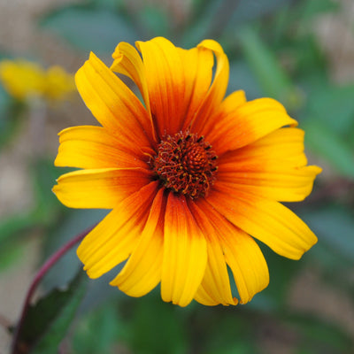 Heliopsis helianthoides var. scabra 'Burning Hearts' ~ Burning Hearts False Sunflower