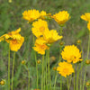Coreopsis lanceolata ~ Lanceleaf Coreopsis