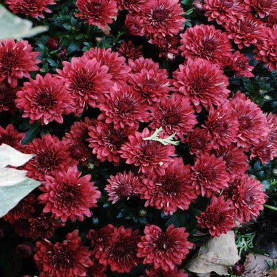 Chrysanthemum x morifolium 'Arluno Red' ~ Belgian Mum® Arluno Red Mum