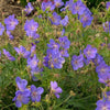 Geranium 'Johnson's Blue' ~ Johnson's Blue Cranesbill