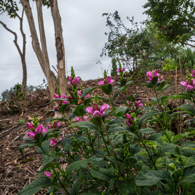 Chelone obliqua 'Armtipp02' ~ Tiny Tortuga Turtlehead