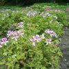Pelargonium graveolens 'Citronella' ~ Citronella Scented Geranium